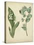 Cottage Florals IV-Sydenham Edwards-Stretched Canvas