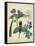 Cottage Florals V-Sydenham Teast Edwards-Framed Stretched Canvas