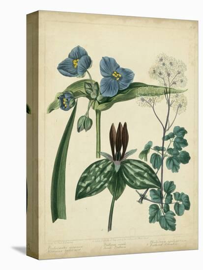 Cottage Florals V-Sydenham Teast Edwards-Stretched Canvas