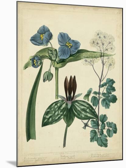 Cottage Florals V-Sydenham Teast Edwards-Mounted Art Print