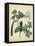 Cottage Florals V-Sydenham Teast Edwards-Framed Stretched Canvas