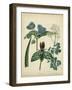 Cottage Florals V-Sydenham Edwards-Framed Art Print