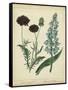 Cottage Florals VI-Sydenham Teast Edwards-Framed Stretched Canvas