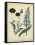 Cottage Florals VI-Sydenham Teast Edwards-Framed Stretched Canvas