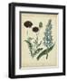 Cottage Florals VI-Sydenham Teast Edwards-Framed Art Print