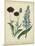 Cottage Florals VI-Sydenham Teast Edwards-Mounted Art Print