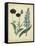 Cottage Florals VI-Sydenham Teast Edwards-Framed Stretched Canvas