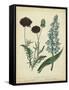 Cottage Florals VI-Sydenham Teast Edwards-Framed Stretched Canvas