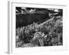 Cottage Garden Border-Fred Musto-Framed Photographic Print