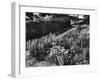 Cottage Garden Border-Fred Musto-Framed Photographic Print