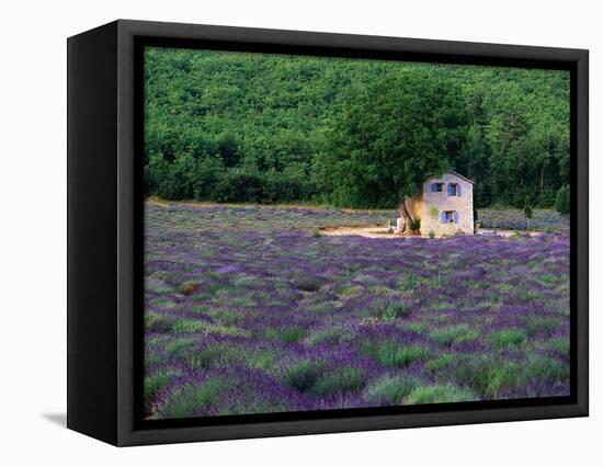 Cottage in Field of Lavender-Owen Franken-Framed Stretched Canvas