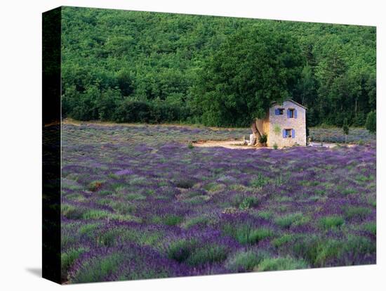 Cottage in Field of Lavender-Owen Franken-Stretched Canvas