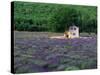 Cottage in Field of Lavender-Owen Franken-Stretched Canvas