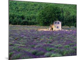 Cottage in Field of Lavender-Owen Franken-Mounted Photographic Print