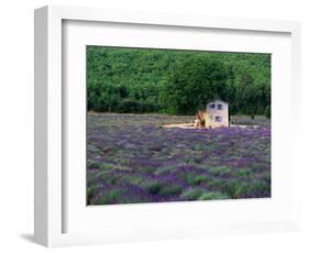 Cottage in Field of Lavender-Owen Franken-Framed Photographic Print