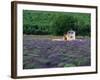 Cottage in Field of Lavender-Owen Franken-Framed Photographic Print