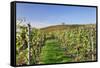 Cottage in Vineyards in Autumn, Uhlbach, Baden Wurttemberg, Germany, Europe-Markus Lange-Framed Stretched Canvas