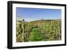 Cottage in Vineyards in Autumn, Uhlbach, Baden Wurttemberg, Germany, Europe-Markus Lange-Framed Photographic Print