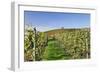 Cottage in Vineyards in Autumn, Uhlbach, Baden Wurttemberg, Germany, Europe-Markus Lange-Framed Photographic Print