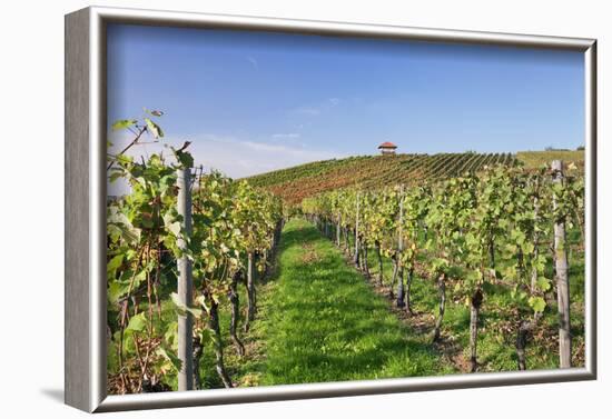 Cottage in Vineyards in Autumn, Uhlbach, Baden Wurttemberg, Germany, Europe-Markus Lange-Framed Photographic Print