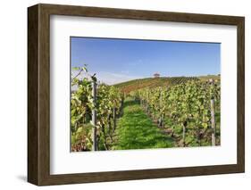 Cottage in Vineyards in Autumn, Uhlbach, Baden Wurttemberg, Germany, Europe-Markus Lange-Framed Photographic Print