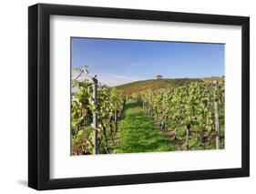 Cottage in Vineyards in Autumn, Uhlbach, Baden Wurttemberg, Germany, Europe-Markus Lange-Framed Photographic Print