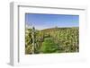 Cottage in Vineyards in Autumn, Uhlbach, Baden Wurttemberg, Germany, Europe-Markus Lange-Framed Photographic Print