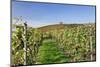 Cottage in Vineyards in Autumn, Uhlbach, Baden Wurttemberg, Germany, Europe-Markus Lange-Mounted Photographic Print