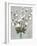 Cotton Ball Flowers II-Asia Jensen-Framed Art Print