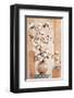 Cotton - Blossom-Renate Holzner-Framed Art Print