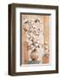 Cotton - Blossom-Renate Holzner-Framed Art Print