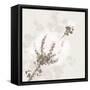 Cotton Boll 1-Melody Hogan-Framed Stretched Canvas