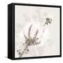 Cotton Boll 1-Melody Hogan-Framed Stretched Canvas