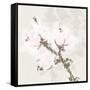 Cotton Boll 2-Melody Hogan-Framed Stretched Canvas