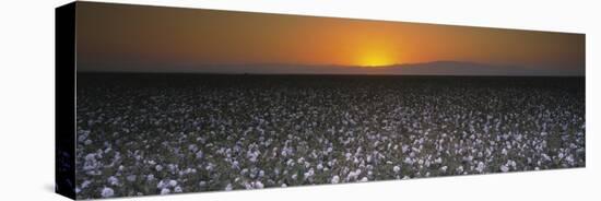 Cotton Crops in a Field, San Joaquin Valley, California, USA-null-Stretched Canvas
