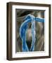 Cotton Fibers-Jim Zuckerman-Framed Photographic Print