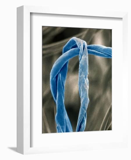 Cotton Fibers-Jim Zuckerman-Framed Photographic Print