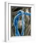 Cotton Fibers-Jim Zuckerman-Framed Photographic Print