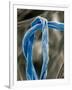 Cotton Fibers-Jim Zuckerman-Framed Photographic Print