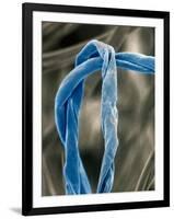 Cotton Fibers-Jim Zuckerman-Framed Photographic Print