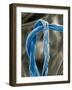 Cotton Fibers-Jim Zuckerman-Framed Photographic Print