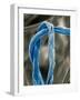 Cotton Fibers-Jim Zuckerman-Framed Photographic Print