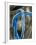 Cotton Fibers-Jim Zuckerman-Framed Photographic Print