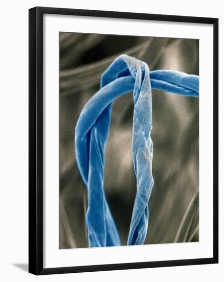 Cotton Fibers-Jim Zuckerman-Framed Photographic Print