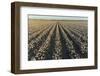 Cotton field at sunset, Stoddard County, Missouri-Richard & Susan Day-Framed Photographic Print