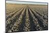 Cotton field at sunset, Stoddard County, Missouri-Richard & Susan Day-Mounted Photographic Print