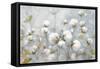 Cotton Field Blue Gray Crop-Julia Purinton-Framed Stretched Canvas