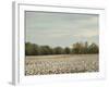 Cotton Field in Autumn-Jai Johnson-Framed Giclee Print