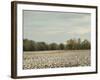 Cotton Field in Autumn-Jai Johnson-Framed Giclee Print