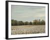 Cotton Field in Autumn-Jai Johnson-Framed Giclee Print